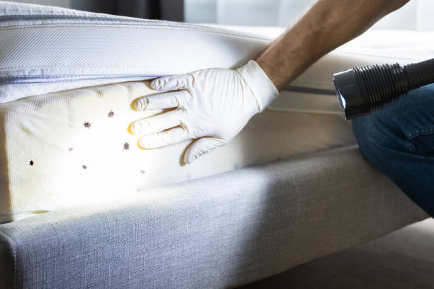 Best Pest Removal Services  in Caldwell, ID