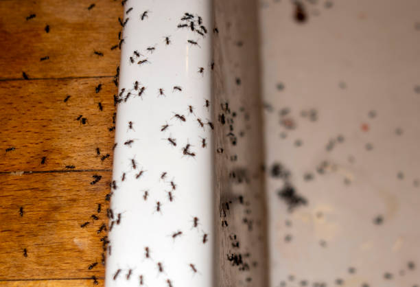 Best Cockroach Control Services  in Caldwell, ID