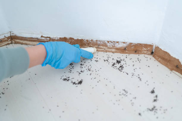 Best Residential Pest Control  in Caldwell, ID